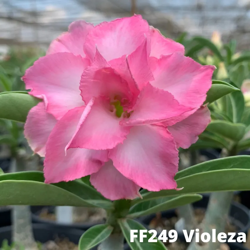FF249 Violeza - Rosa do deserto