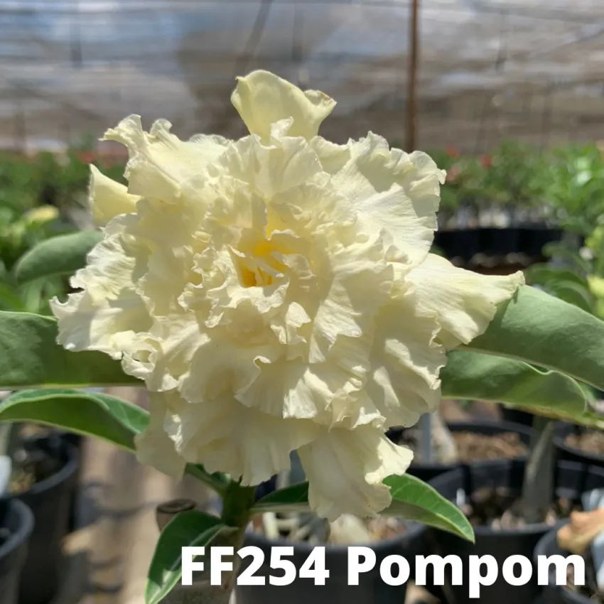 FF254 Pompom - Rosa do deserto