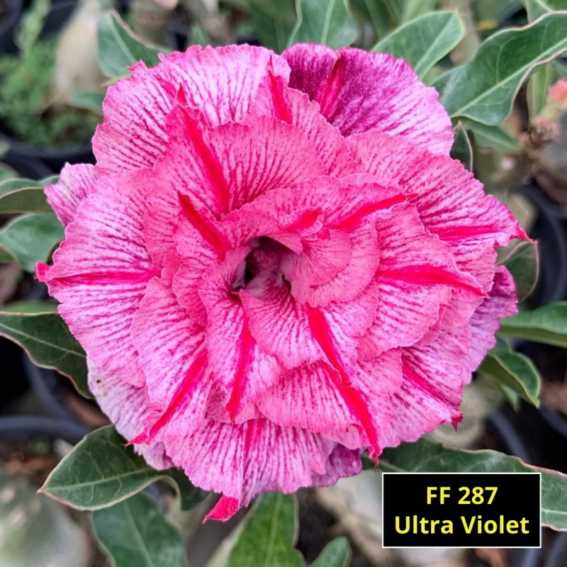 Ultra Violet FF287- Rosa do Deserto