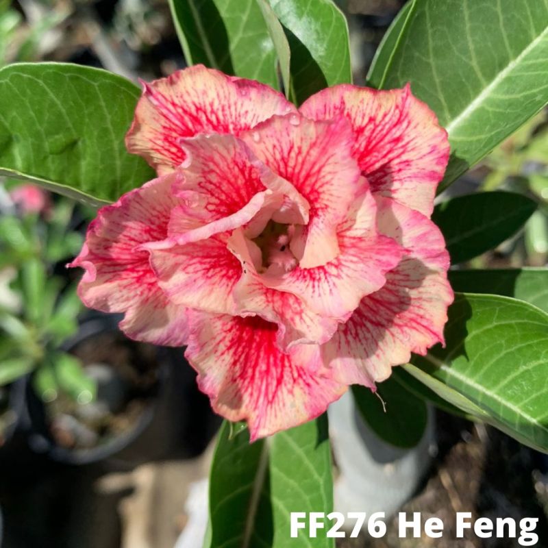 b79d557c-018e-467c-9d94-fe08a59a25af