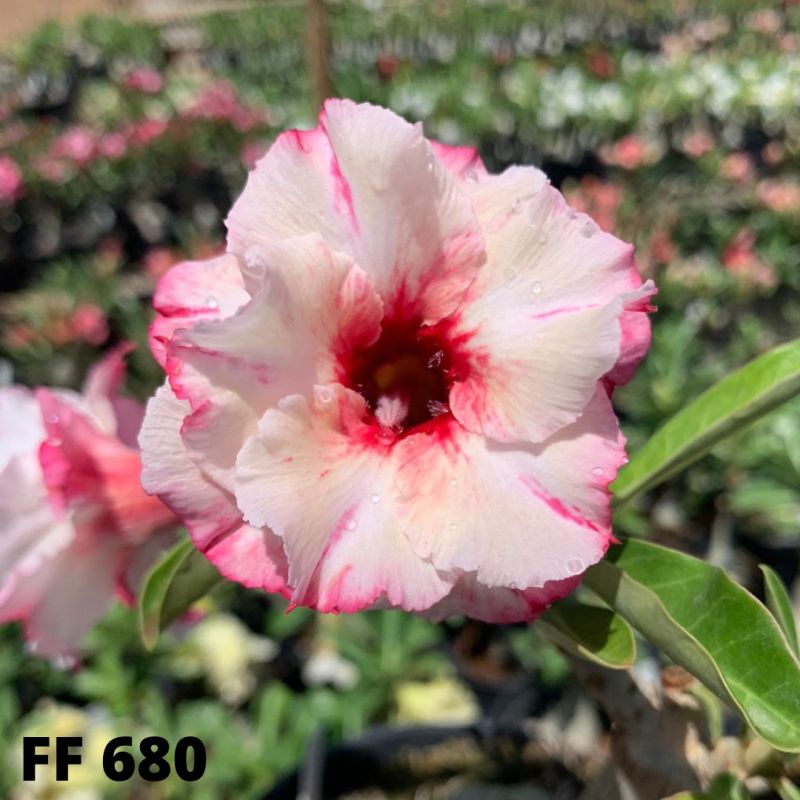 cd38f12c-f140-4f28-bd94-f09e25667972