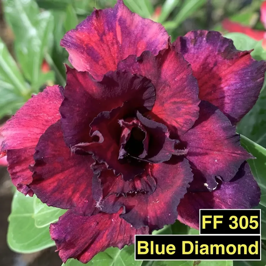 Blue Diamond FF 305 - Rosa do deserto