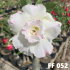 FF 052 - Rosa do deserto