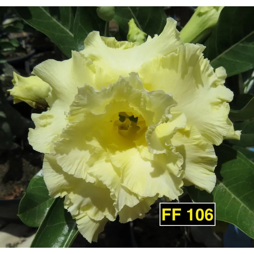 FF 106 - Rosa do deserto