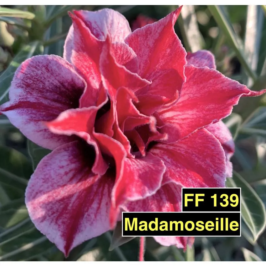 Madamoseille FF 139 - Rosa do Deserto22