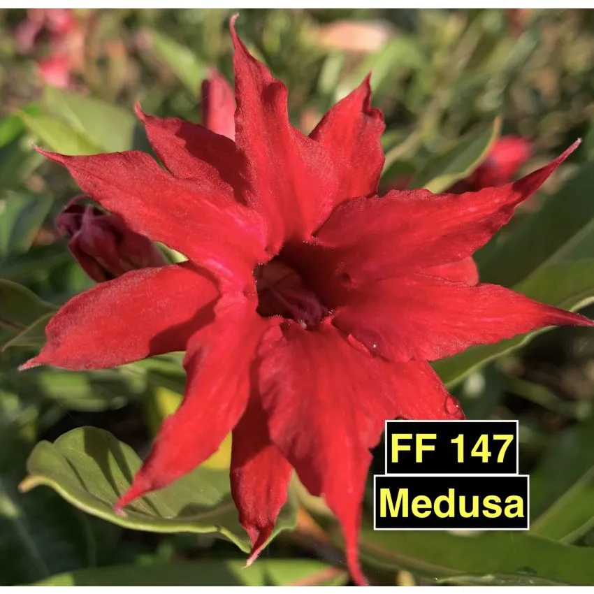 Medusa FF 147 - Rosa do Deserto