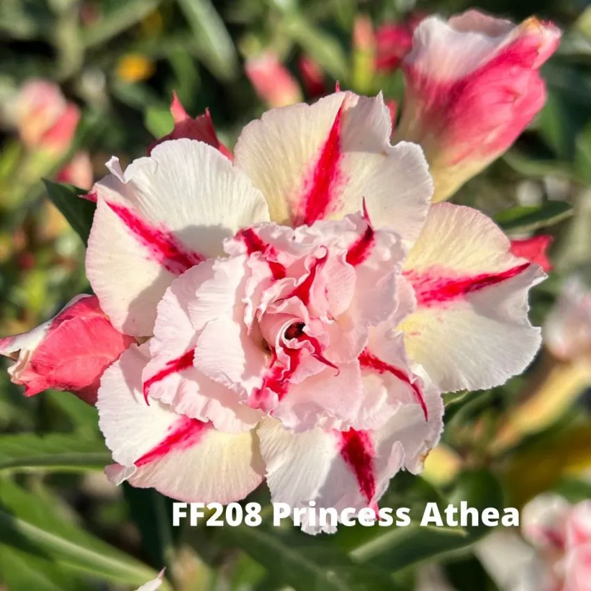 FF208 Princess Athea - Rosa do deserto