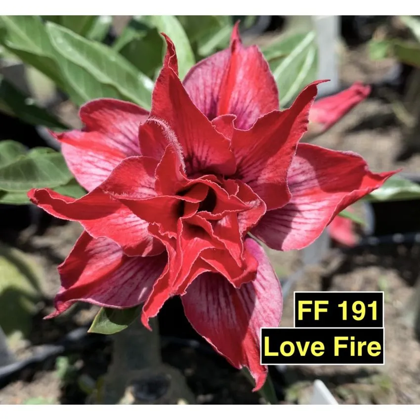 Love Fire FF 191 - Rosa do Deserto
