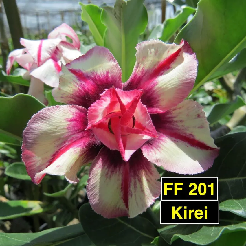 Kirei FF 201 - Rosa do Deserto