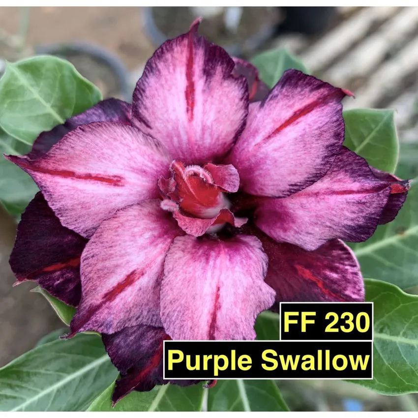 FF230 Purple Swallow - Rosa do deserto