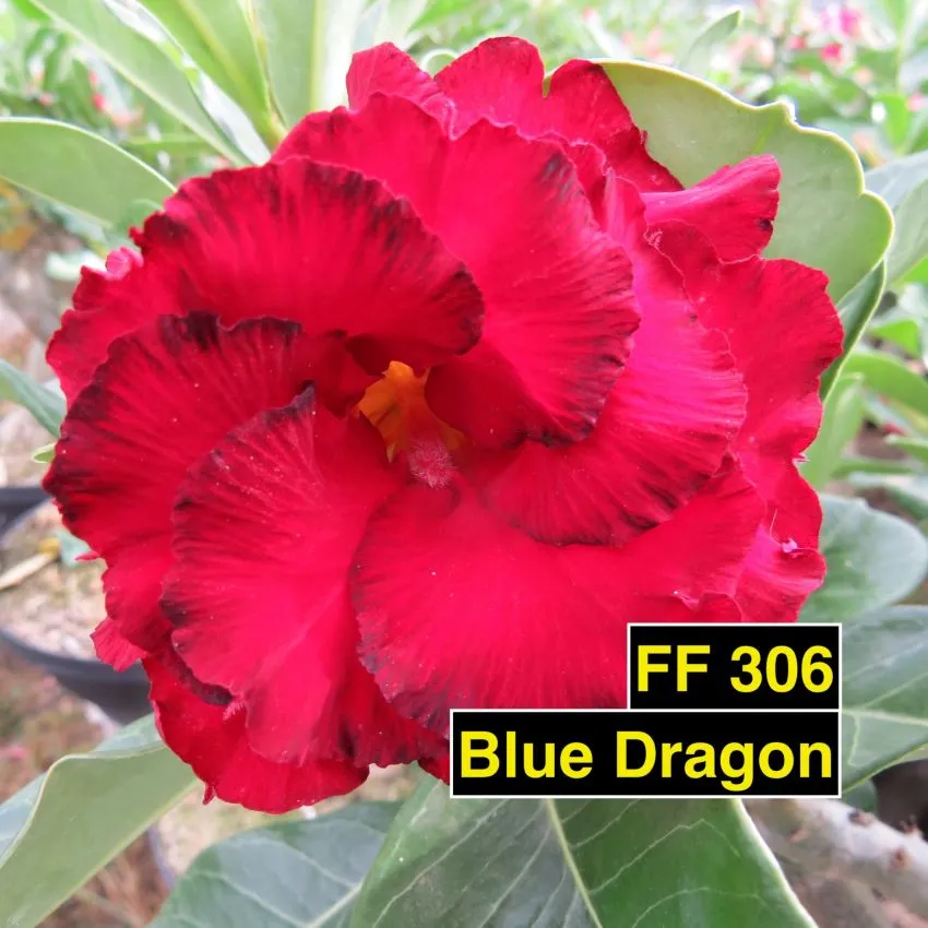 Blue Dragon FF 306 - Rosa do Deserto