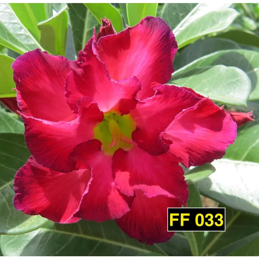 FF 033 - Rosa do Deserto