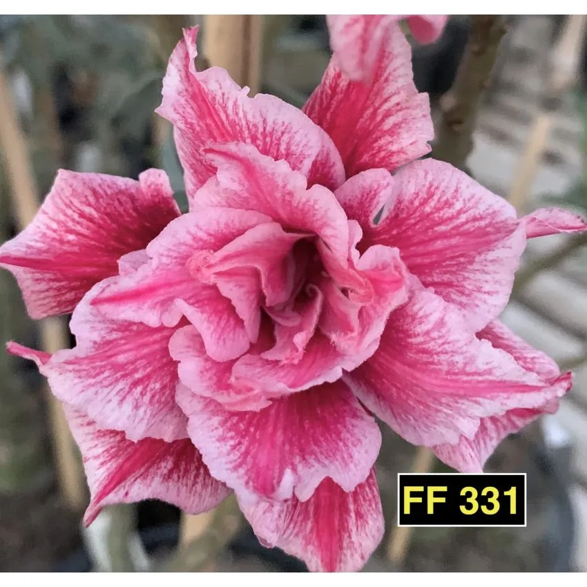 SIAN 16013 FF 331 - Rosa do Deserto