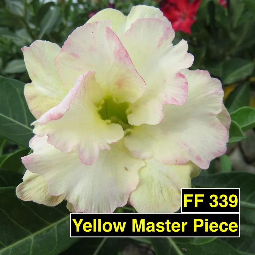 Yellow MasterPiece FF 339 - Rosa do Deserto