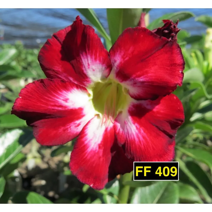 FF 409 - Rosa do deserto