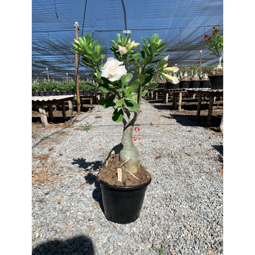 FF 075GG - Rosa do deserto