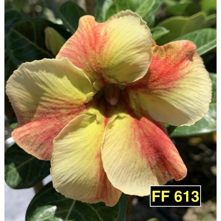 FF 613 - Rosa do Deserto