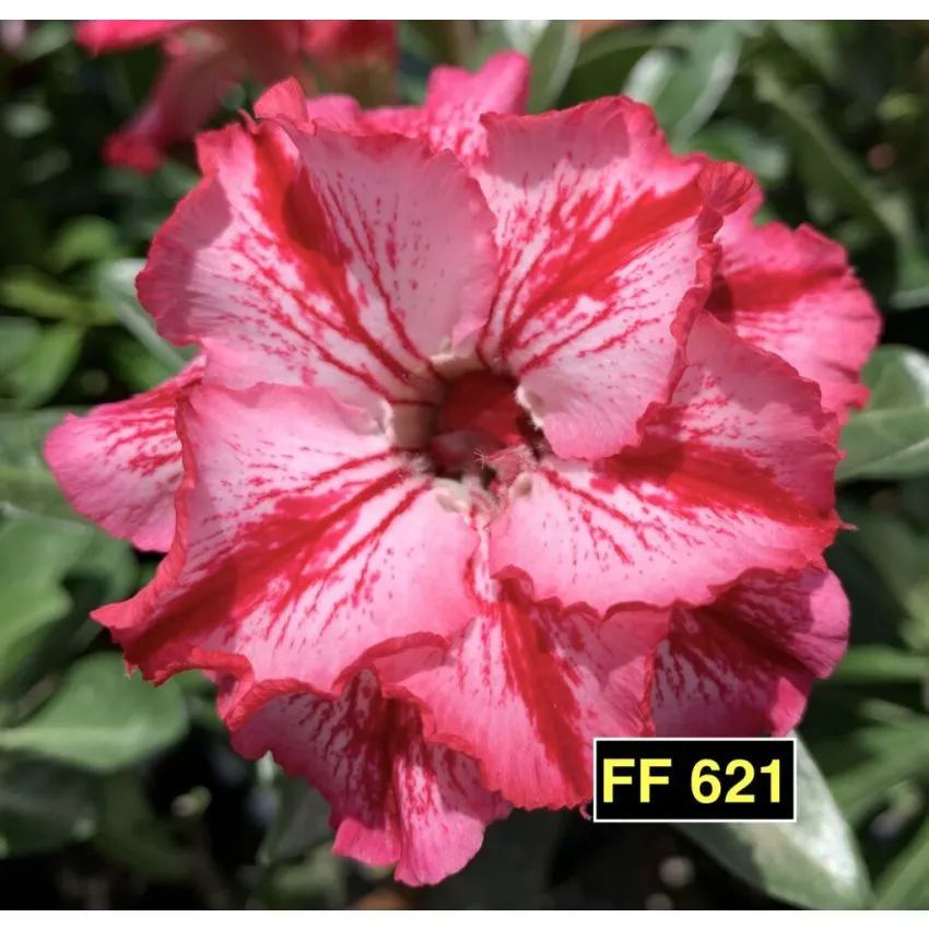 FF 621 - Rosa do deserto