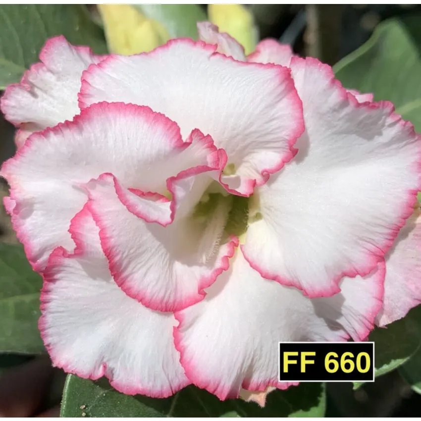 FF 660 - Rosa do deserto