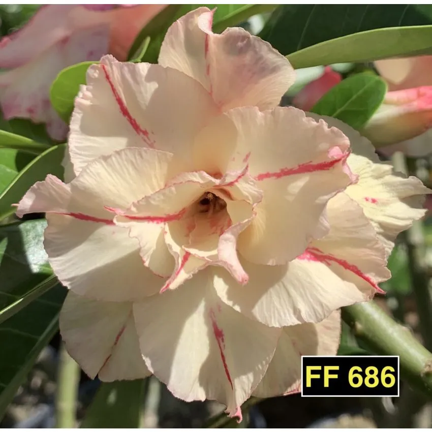 FF 686 - Rosa do deserto