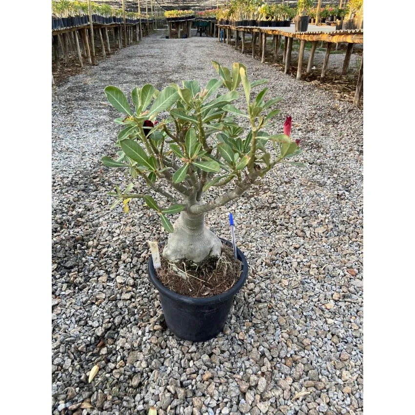 FF 689GG - Rosa do deserto