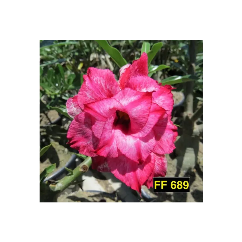 FF 689GG - Rosa do deserto