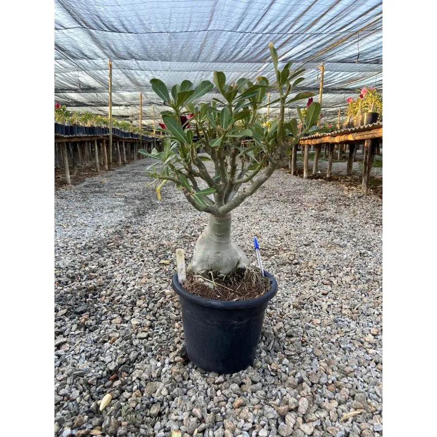 FF 689GG - Rosa do deserto