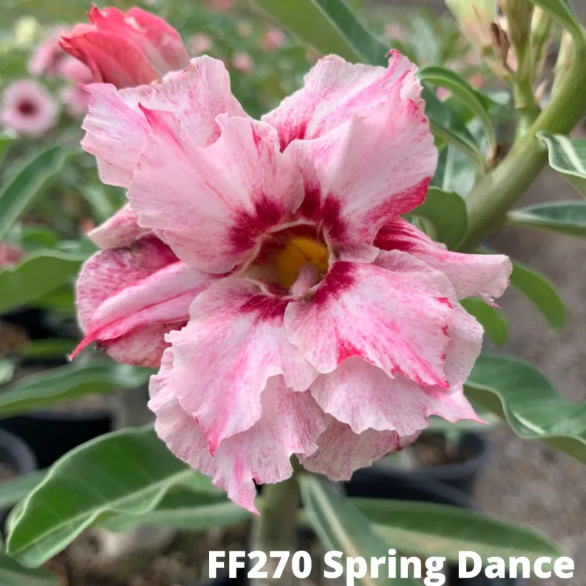 FF270 Spring Dance - Rosa do deserto