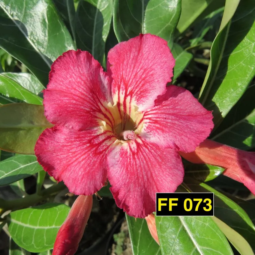 FF 073 - Rosa do deserto