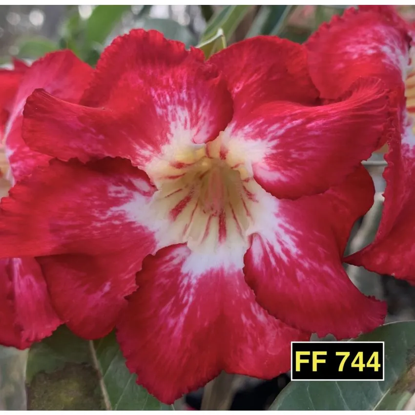 FF 744 - Rosa do deserto