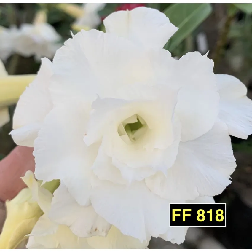 FF 818 - Rosa do deserto