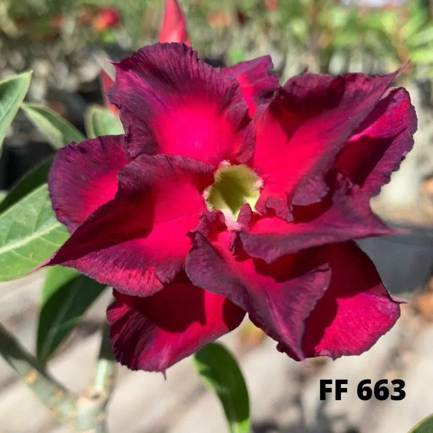 FF 663 - Rosa do deserto