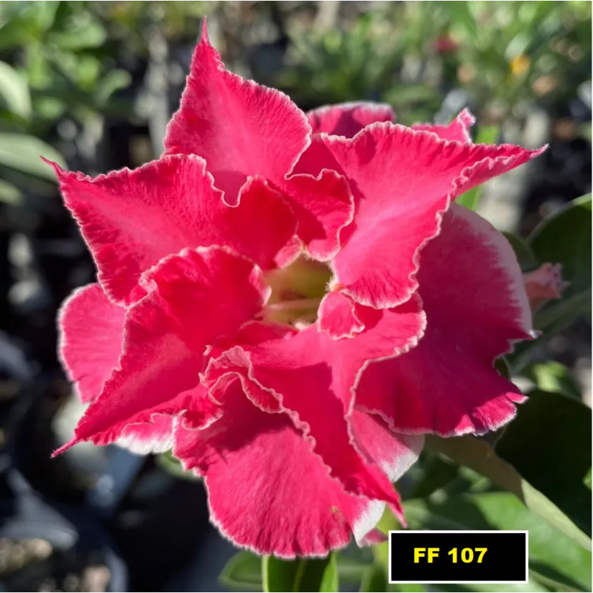 FF107 - Rosa do deserto