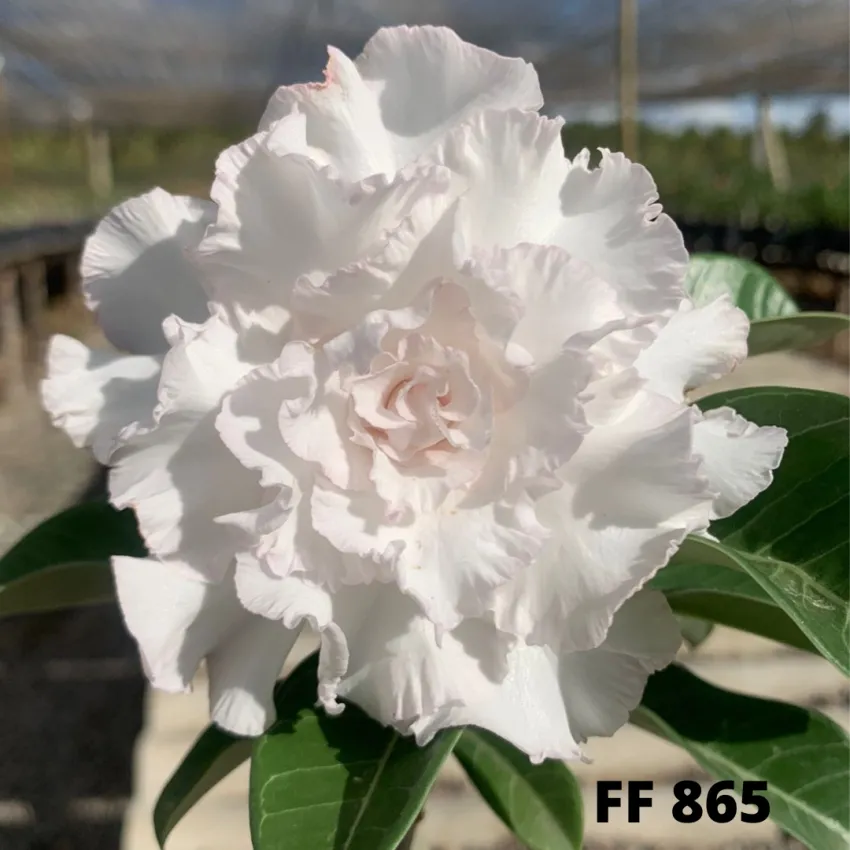 FF 865 - Rosa do deserto