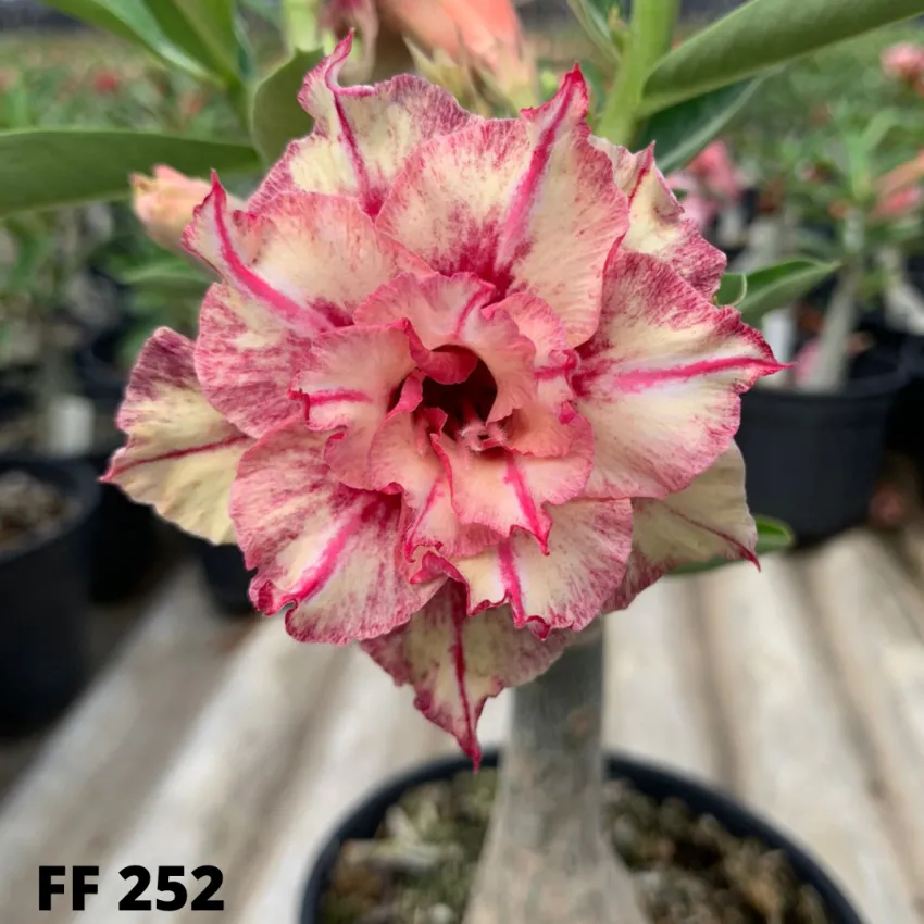 FF 252 - Rosa do deserto