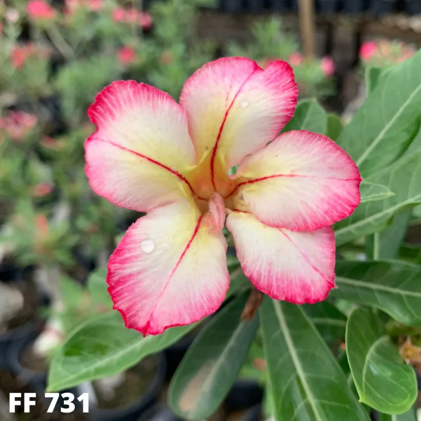 FF 731 - Rosa do deserto
