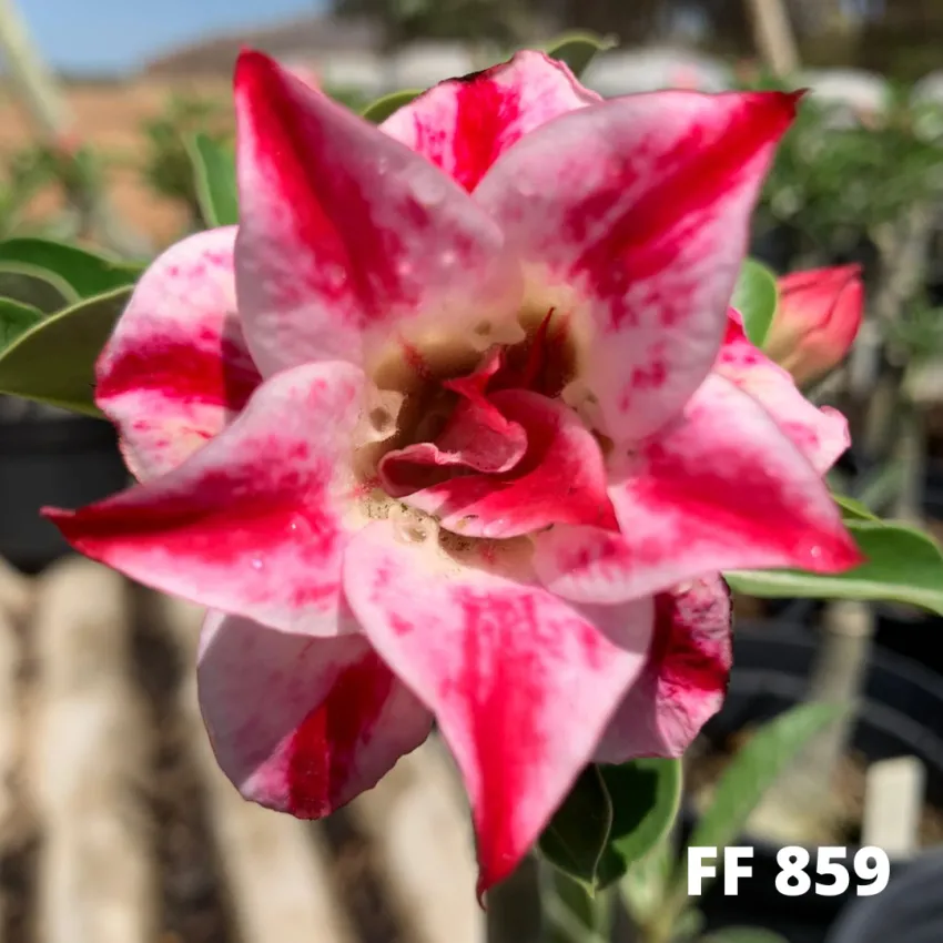 FF 859 - Rosa do deserto