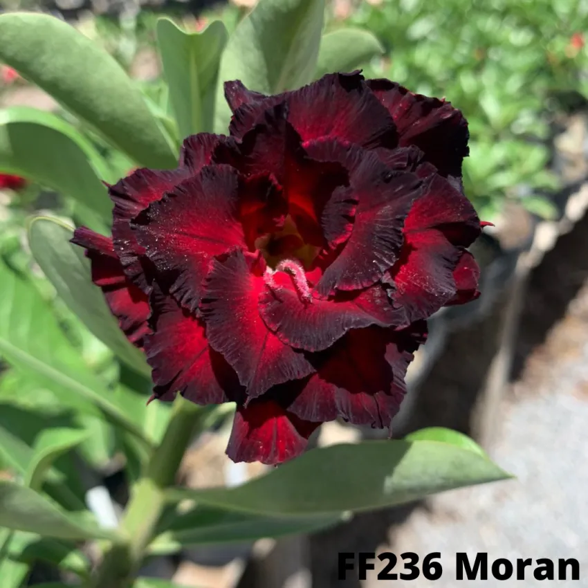 FF236 Moran - Rosa do deserto