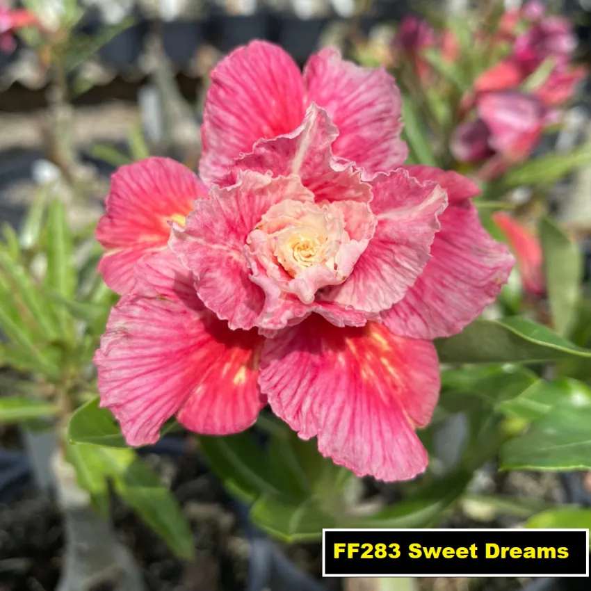 FF283 Sweet Dreams - Rosa do deserto
