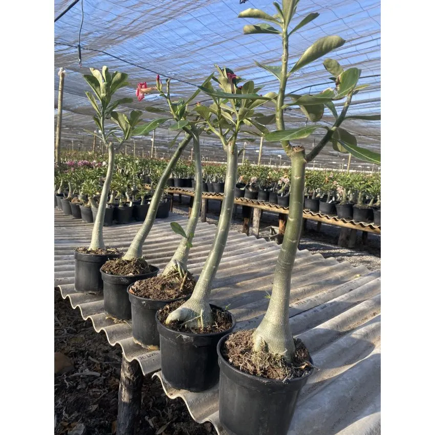 Combo Arrasta-pé: 5 Porta-enxerto Rosa do Deserto