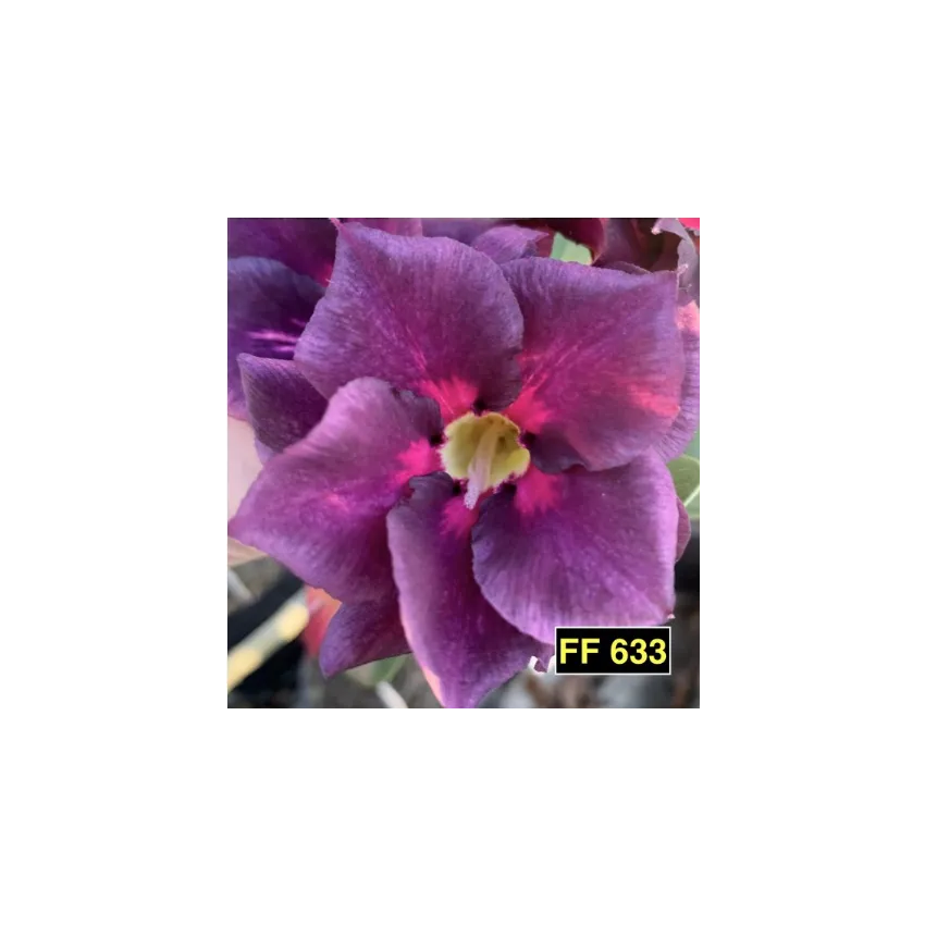 FF 633GG - Rosa do Deserto