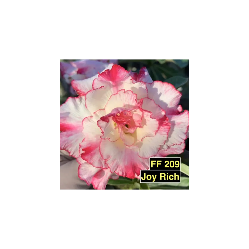 FF209GG Joy Rich - Rosa do Deserto