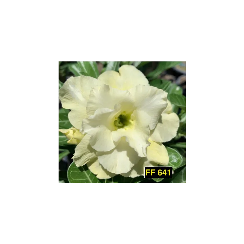 FF 641GG - Rosa do deserto