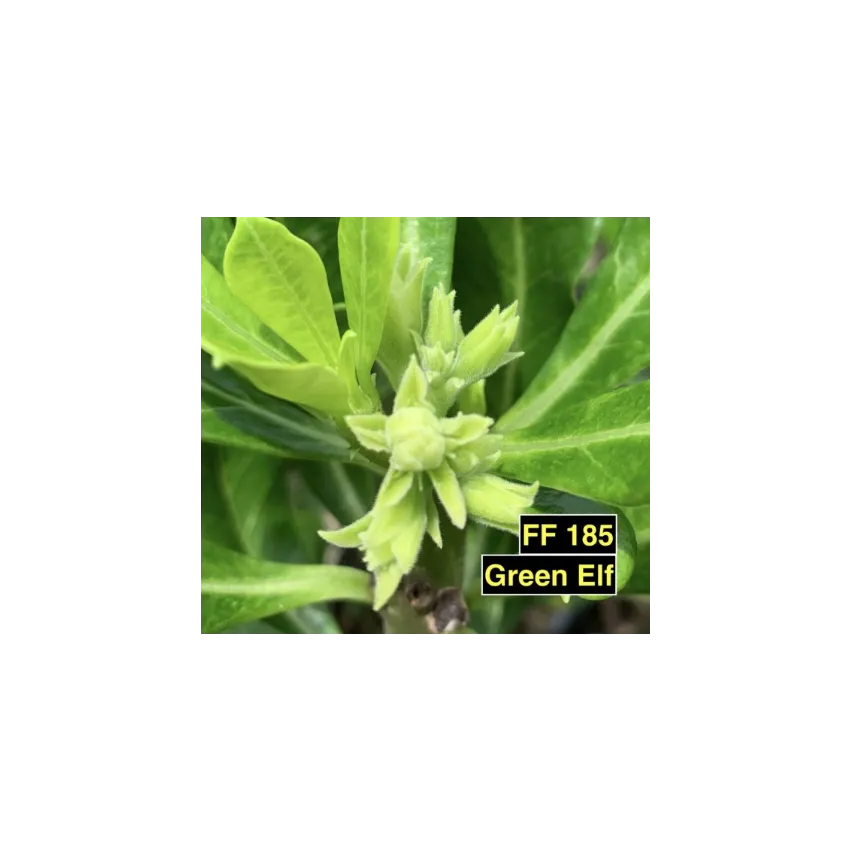 FF185GG Green Elf - Rosa do Deserto