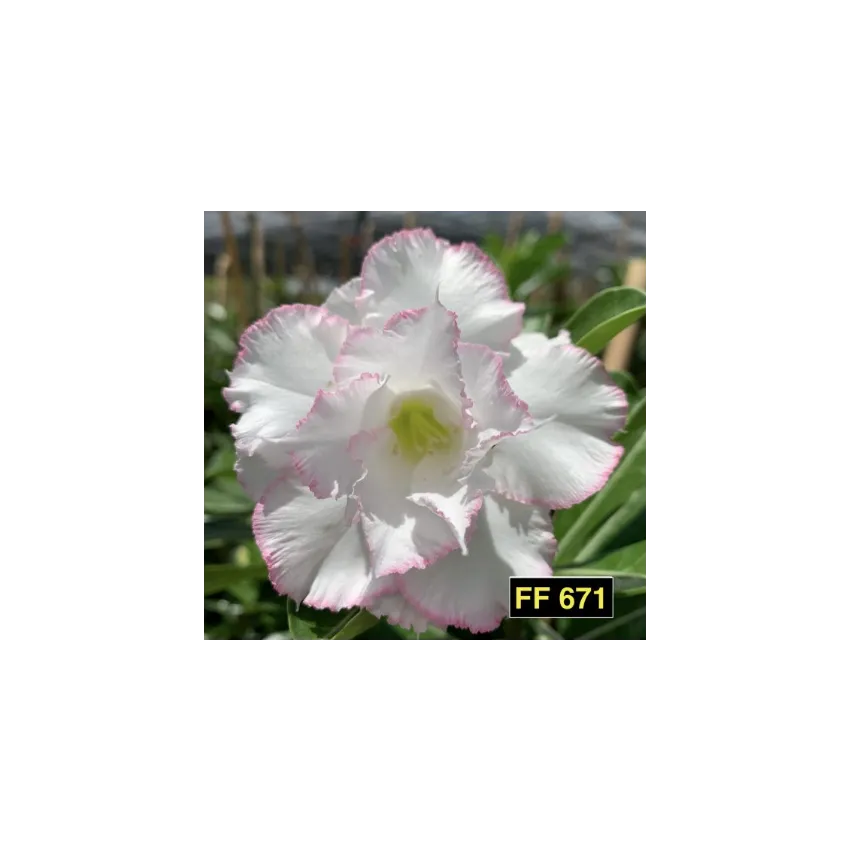 FF 671GG - Rosa do deserto