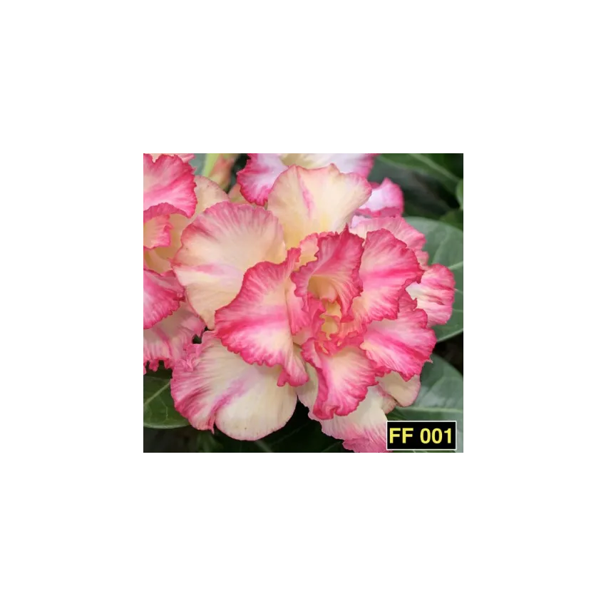 FF 001GG - Rosa do deserto