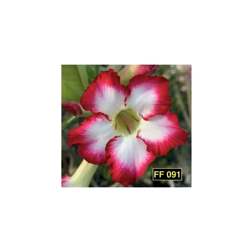 FF 091GG - Rosa do deserto