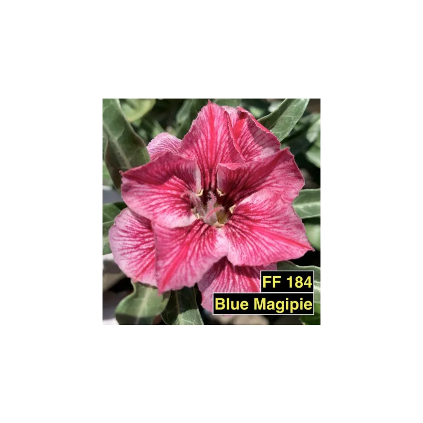 FF184GG Blue Magipie - Rosa do deserto