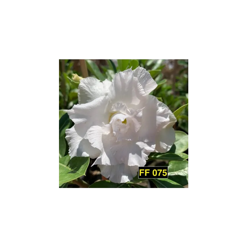 FF 075GG - Rosa do deserto