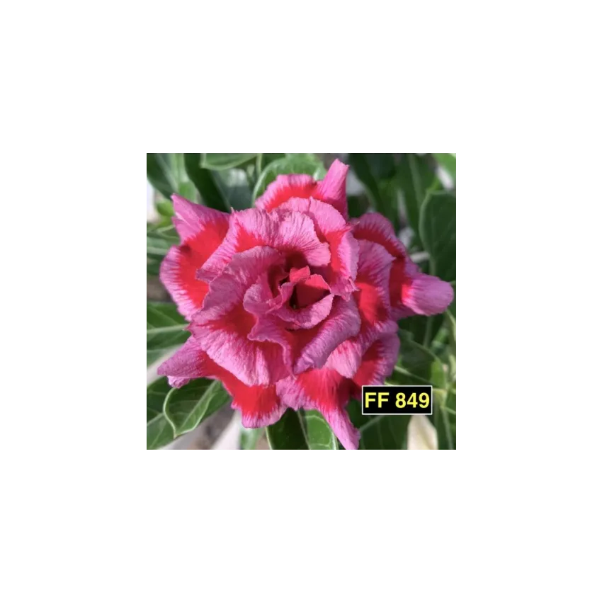 FF 849GG - Rosa do Deserto